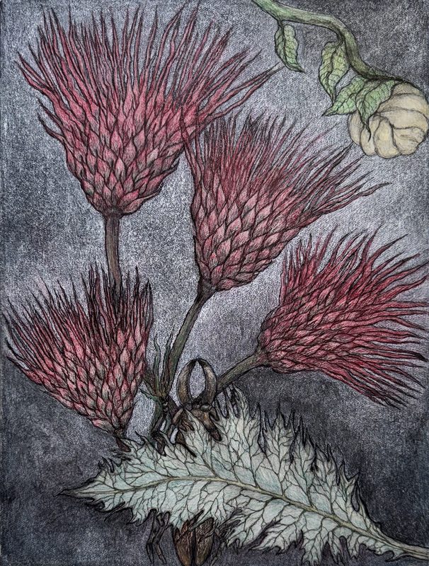 Thistle